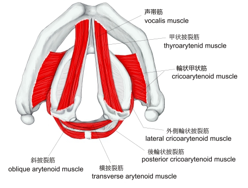 声帯周辺の筋肉の名称を記した画像。