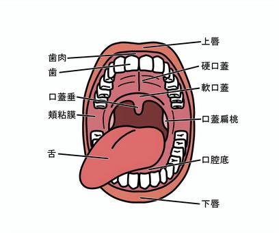 軟口蓋はもとより、口腔内の各部名称を示した画像。