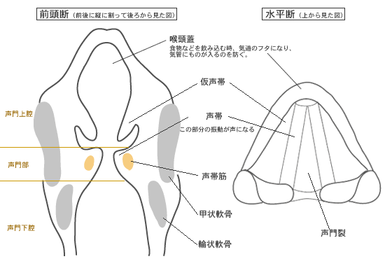 李庸學「ミックスボスは声区(ミックスレジスタ)、誰でも出せる」②‐声帯振動編‐